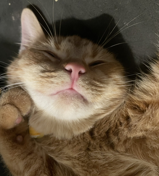 The Very Eventful Lives of the Excellent Cats