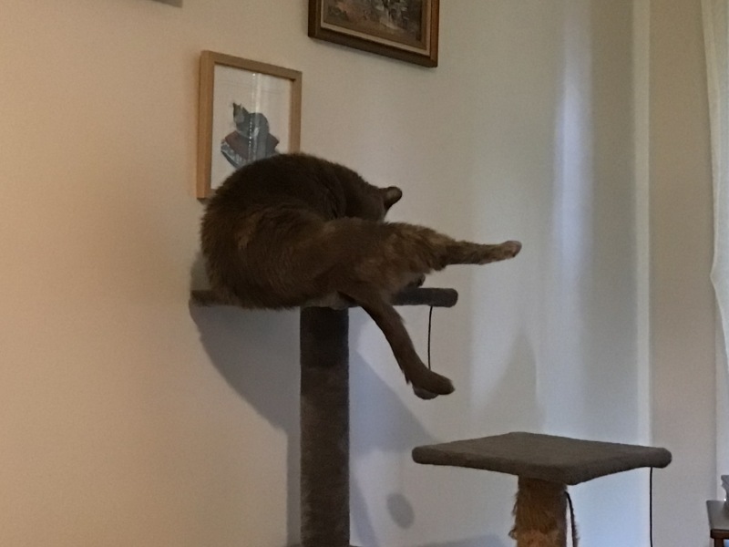 The Very Eventful Lives of the Excellent Cats