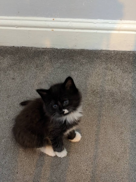 Another kitten name one