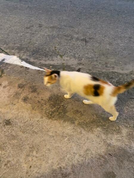 The Very Eventful Lives of the Excellent Cats