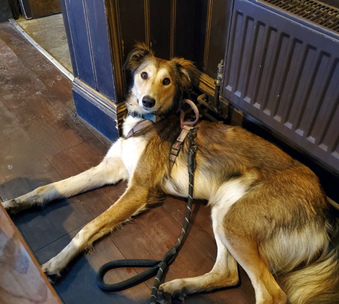 Puppy Survival Thread - for old and new pups