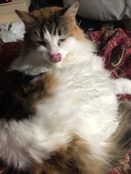 Please can I see pics of your cats?