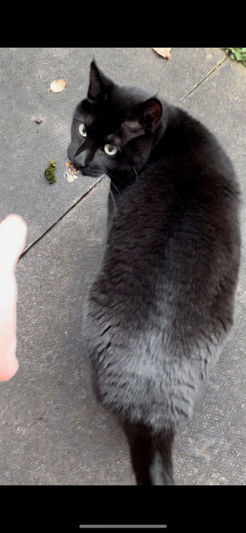 The Very Eventful Lives of the Excellent Cats