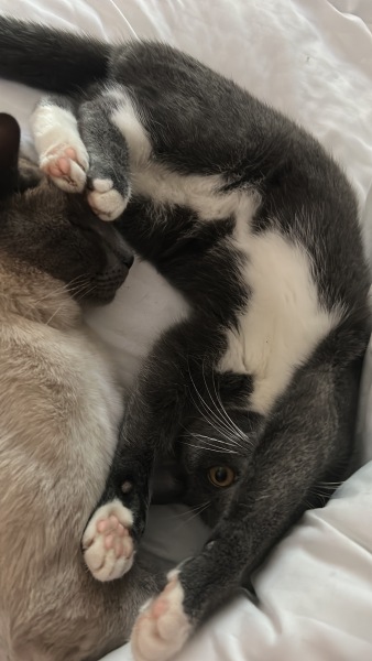 Kitten and new cat