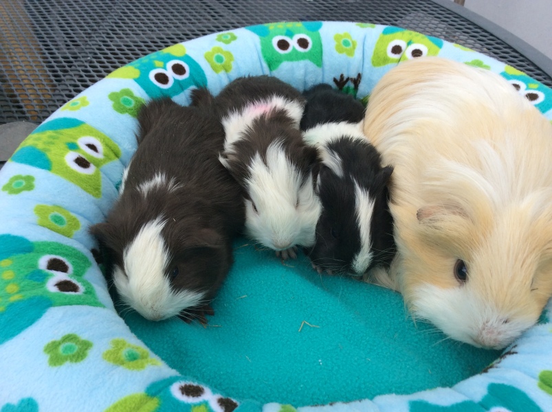 Neighbours guinea pig outside in 4 degrees celsius