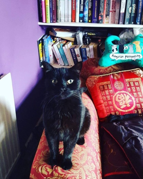 The Very Eventful Lives of the Excellent Cats