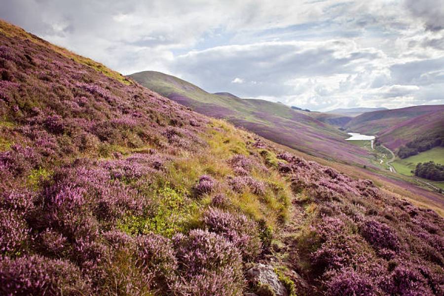 To feel like moving to Scotland might be a bad idea?