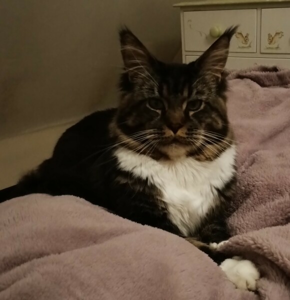 Should I get a cat? (Maine Coon)