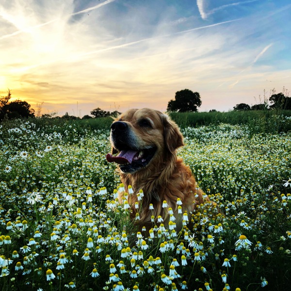 Golden Retriever - smallish house