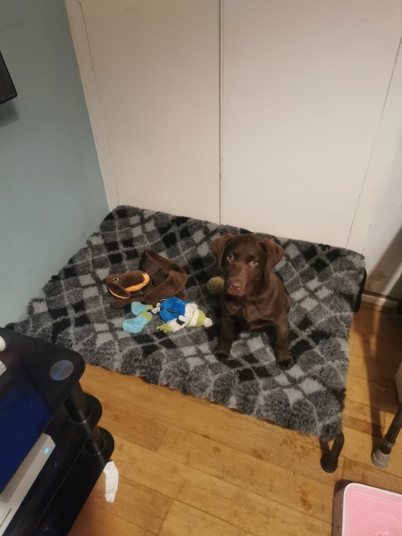 Puppy Survival Thread - for old and new pups