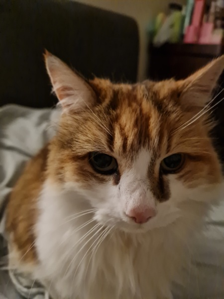 Food for an 11+ cat?