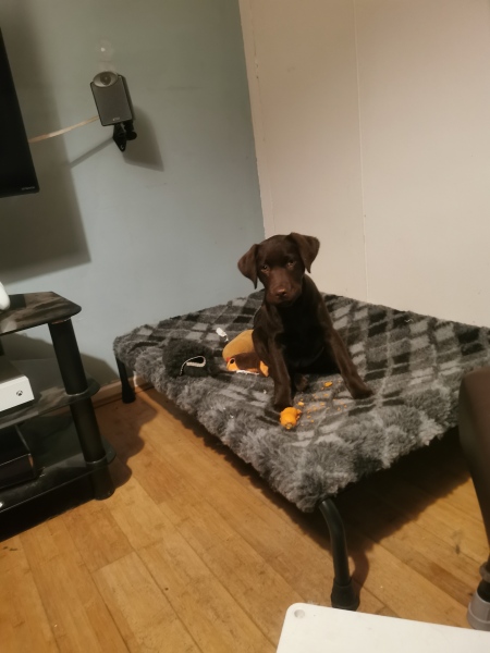 Puppy Survival Thread - for old and new pups heading into winter