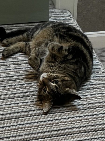 Please can I see pics of your cats?