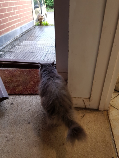 The Very Eventful Lives of the Excellent Cats