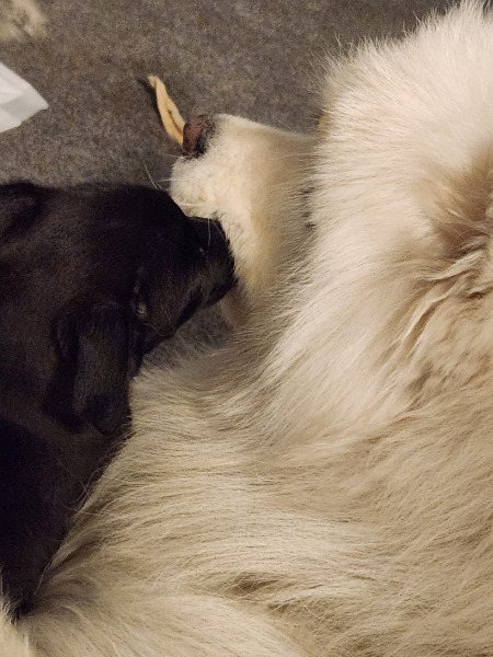 Puppy Survival Thread - for old and new pups heading into winter