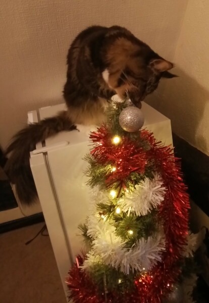 Please can I see pics of your cats?