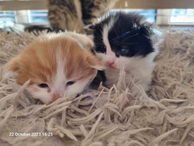 Post your cute kitties 😸