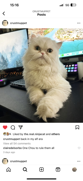 Please can I see pics of your cats?
