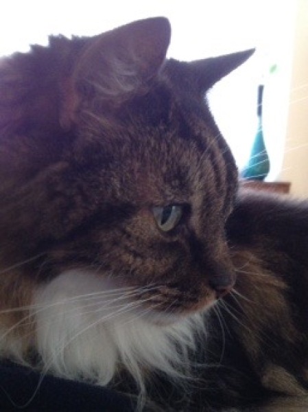 Clingy Elderly Cat....