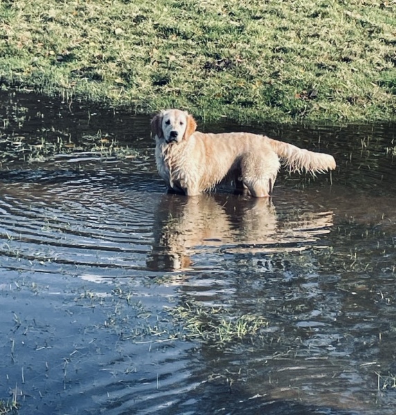 Teen dog thread