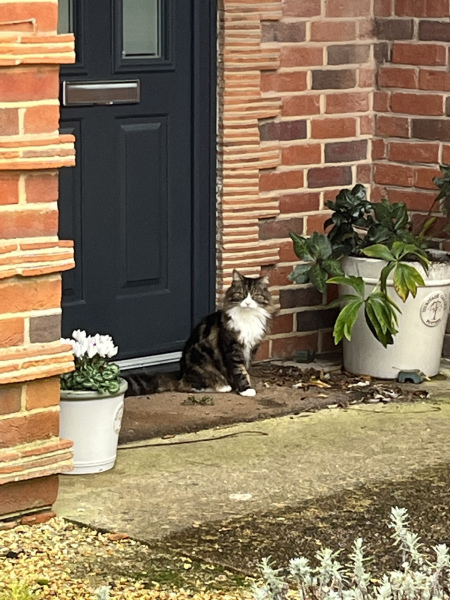 Please can I see pics of your cats?