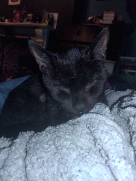 The Very Eventful Lives of the Excellent Cats