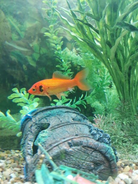 Help with goldfish disease (photos)