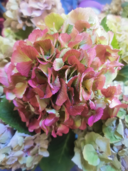 Help! I've messed up wedding flowers!