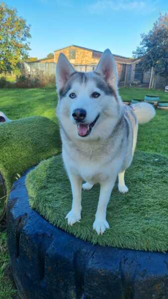 Dog bark has changed !
