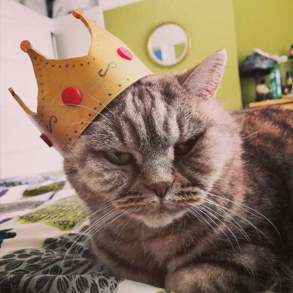 Post your cute kitties 😸