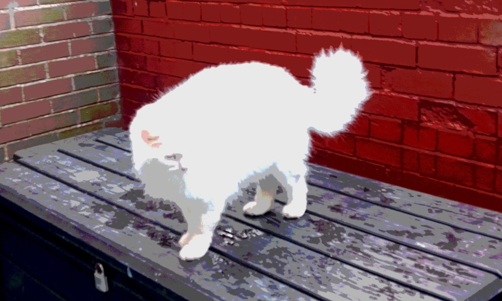 The Very Eventful Lives of the Excellent Cats