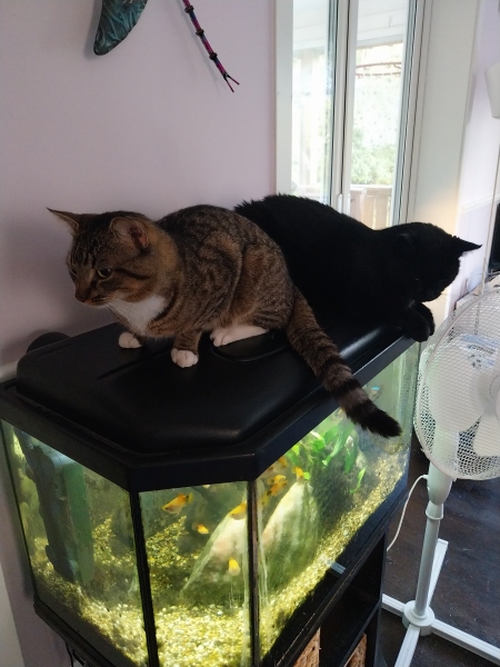 Aggressive new cat - rehome?