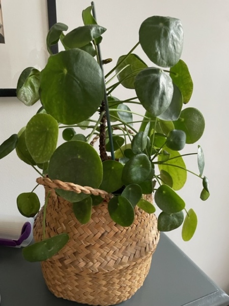 Why is my money plant not really thriving?