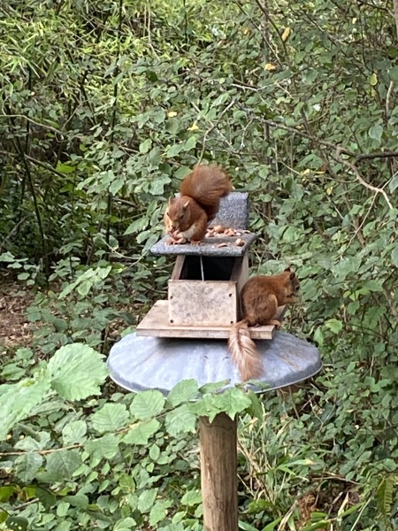 Have you ever seen a red squirrel?