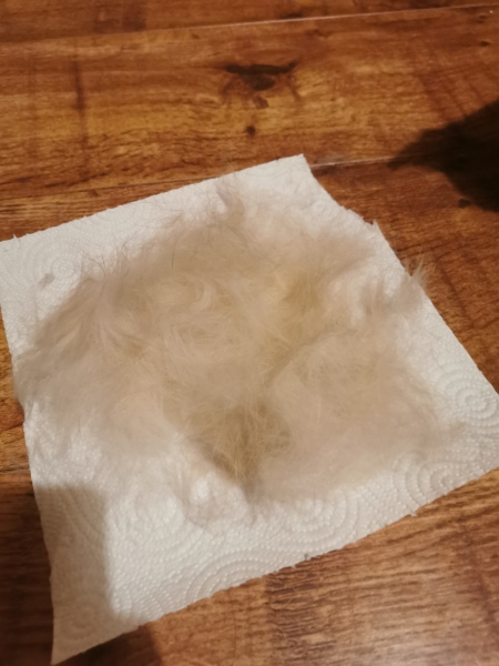 How long for frontline plus to kill fleas??