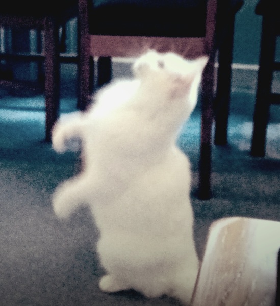 The Very Eventful Lives of the Excellent Cats