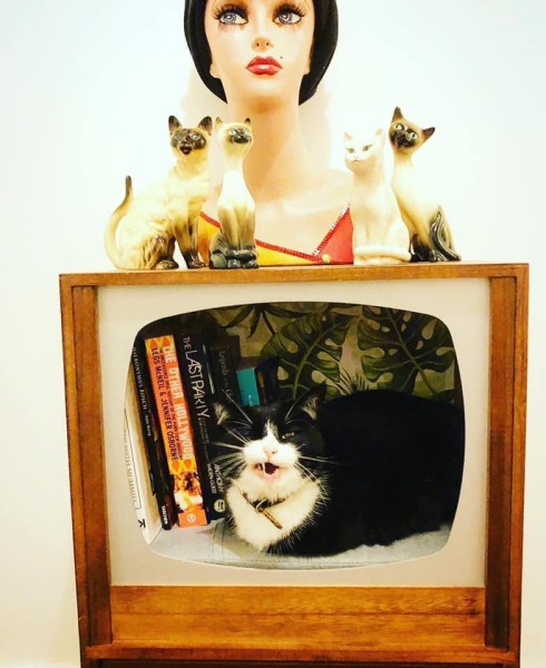 Please can I see pics of your cats?