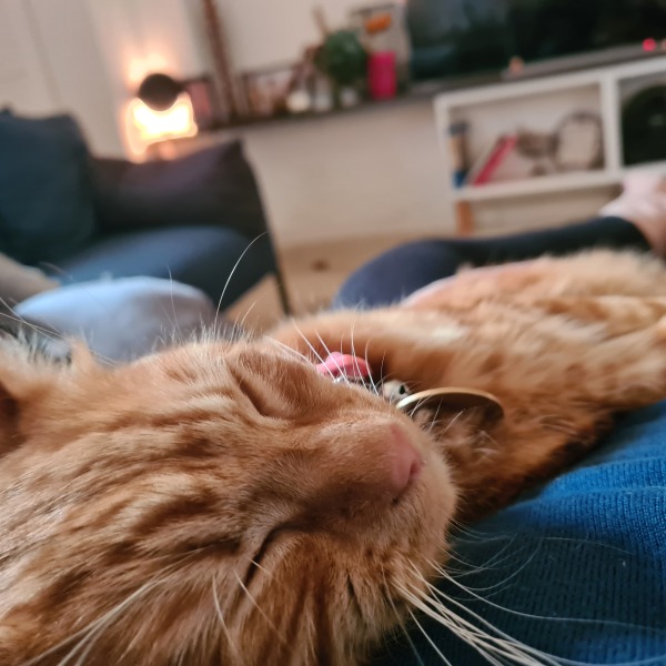 Please can I see pics of your cats?