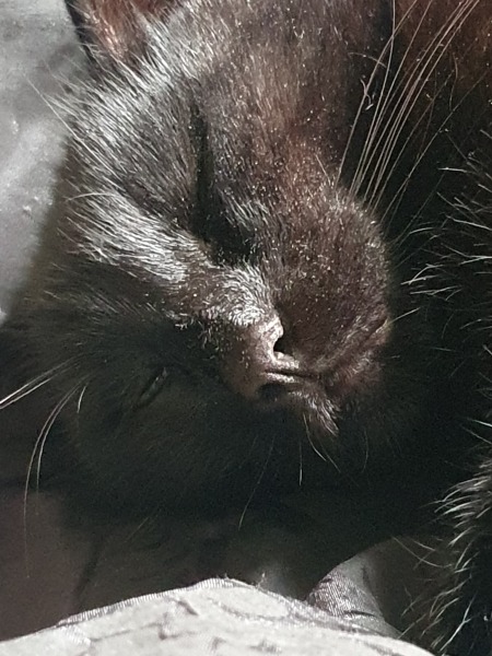 Post your cute kitties 😸