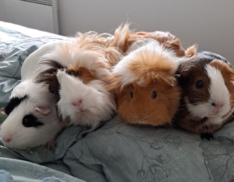 What is your ultimate dream pet?