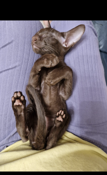 New kitten seems unwell