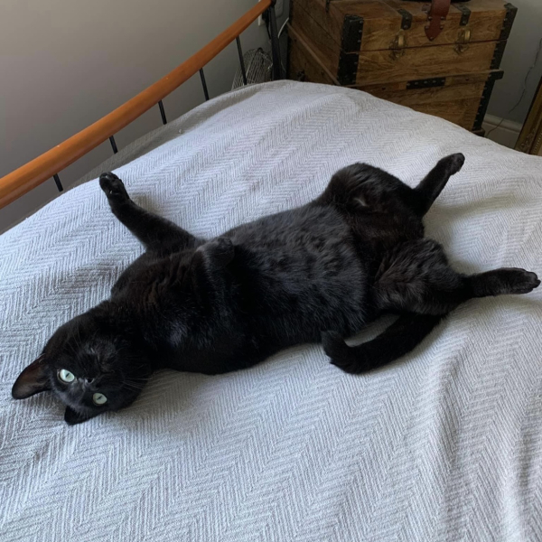 Please can I see pics of your cats?