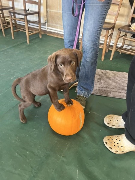 Puppy Survival Thread - for old and new pups
