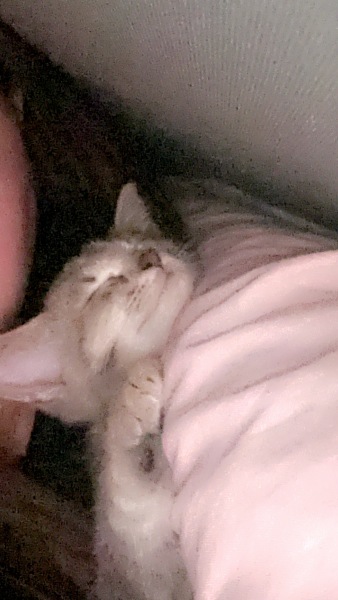 Please can I see pics of your cats?