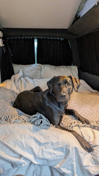 Puppy Survival Thread - for old and new pups heading into winter