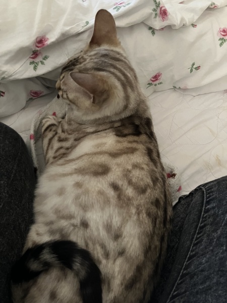 The Very Eventful Lives of the Excellent Cats