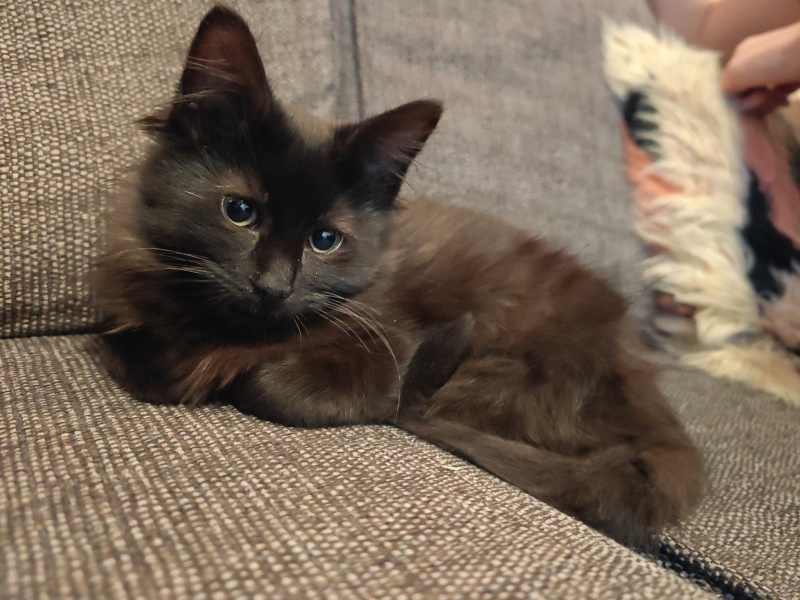 Pair of kitten name suggestions