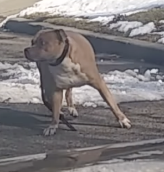 ‘XL Bully’ type dog attacked