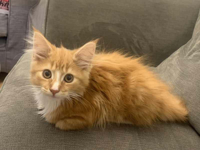 Post your cute kitties 😸