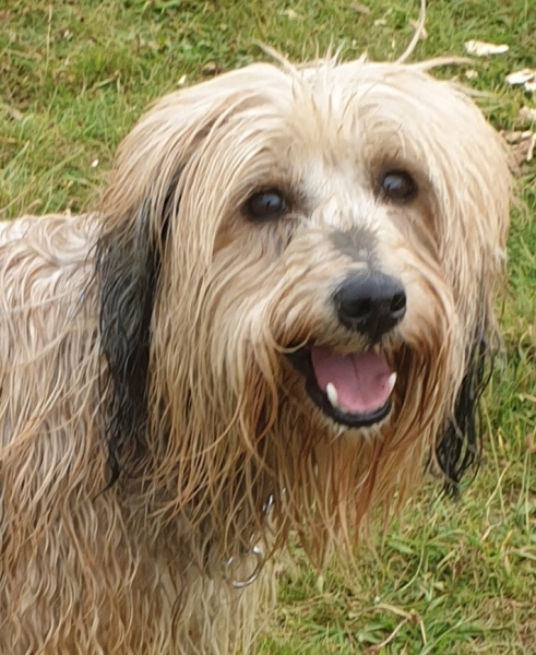 Tibetan terrier research